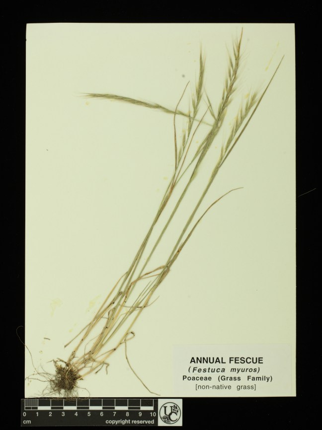 Festuca_myuros