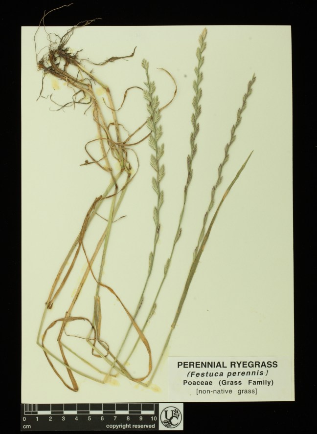 Festuca_perennis
