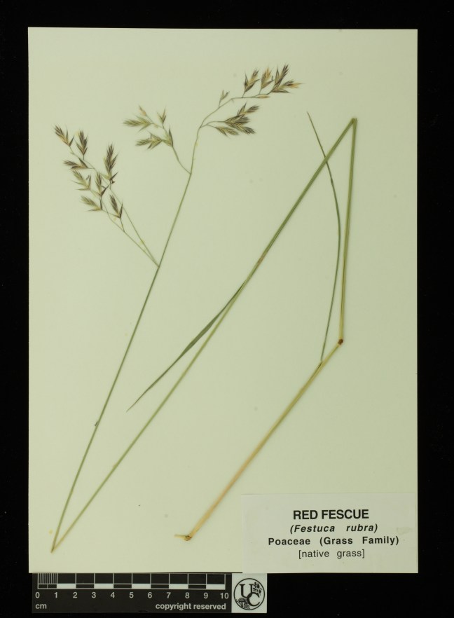 Festuca_rubra