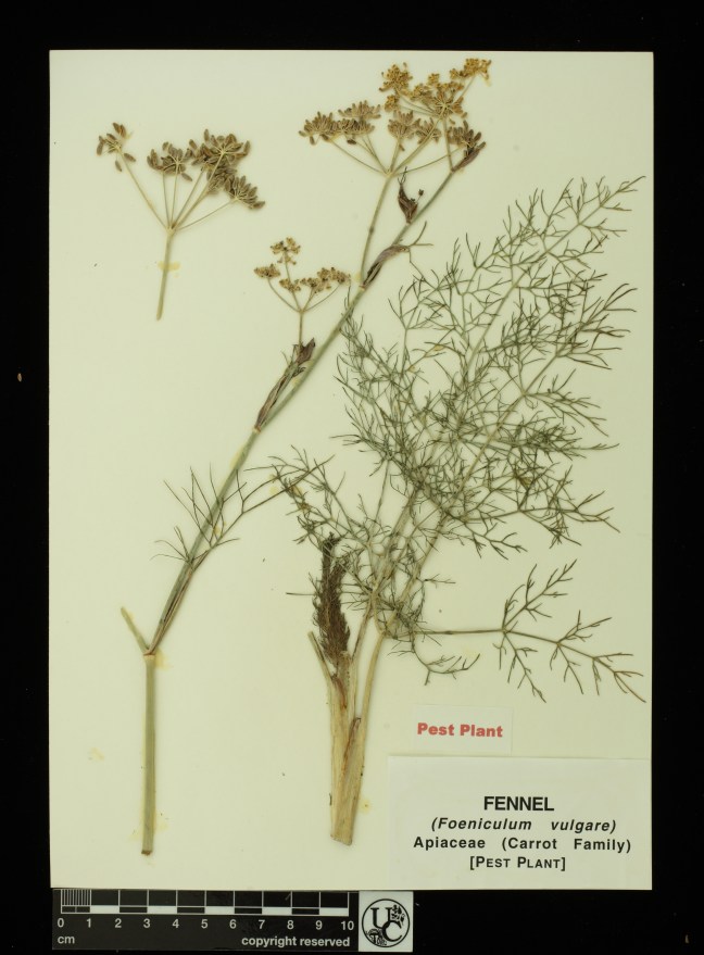 Foeniculum_vulgare