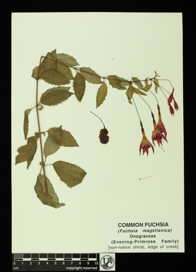 Fuchsia_magellanica
