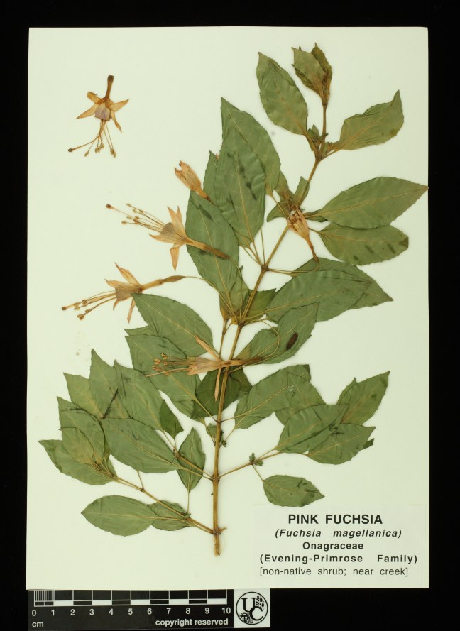 Fuchsia_magellanica_ylw