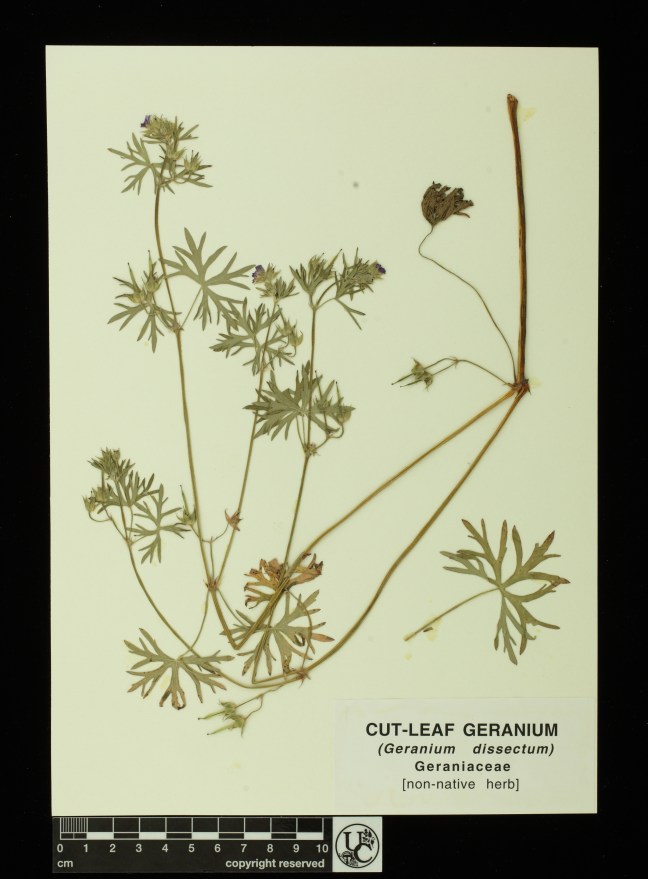 Geranium_dissectum