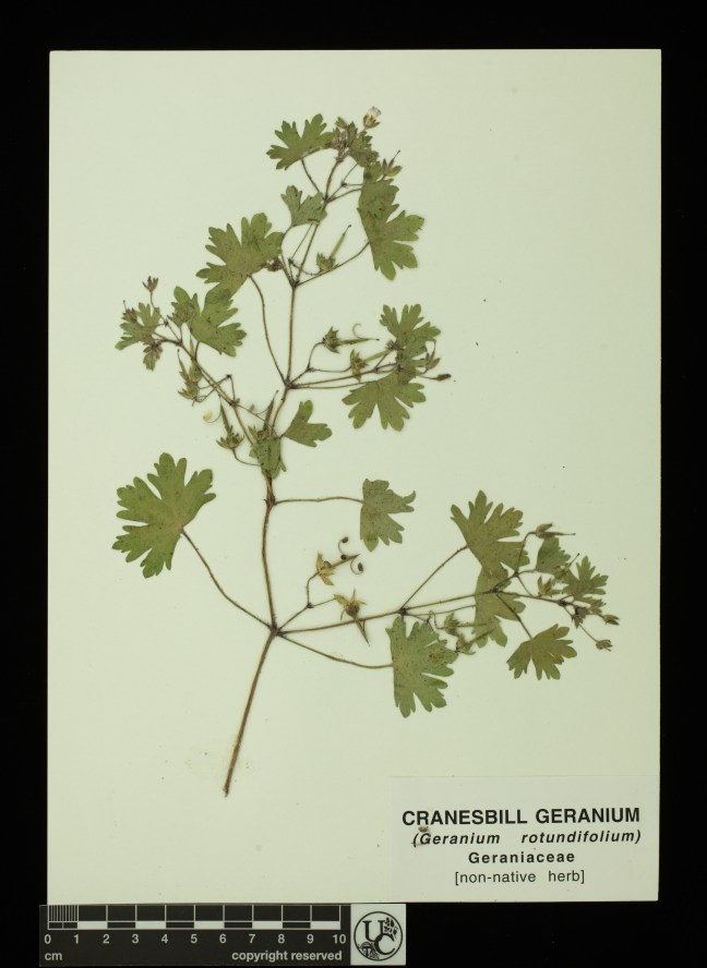 Geranium_rotundifolium