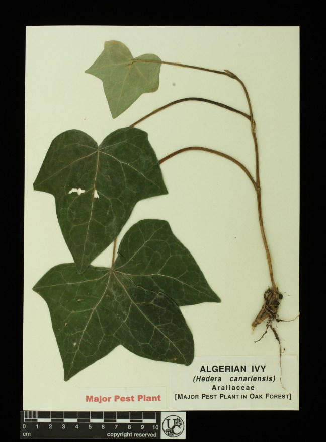Hedera_canariensis
