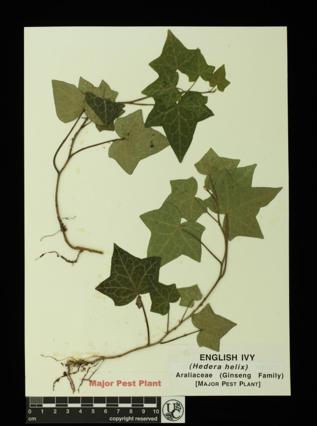 Hedera_helix