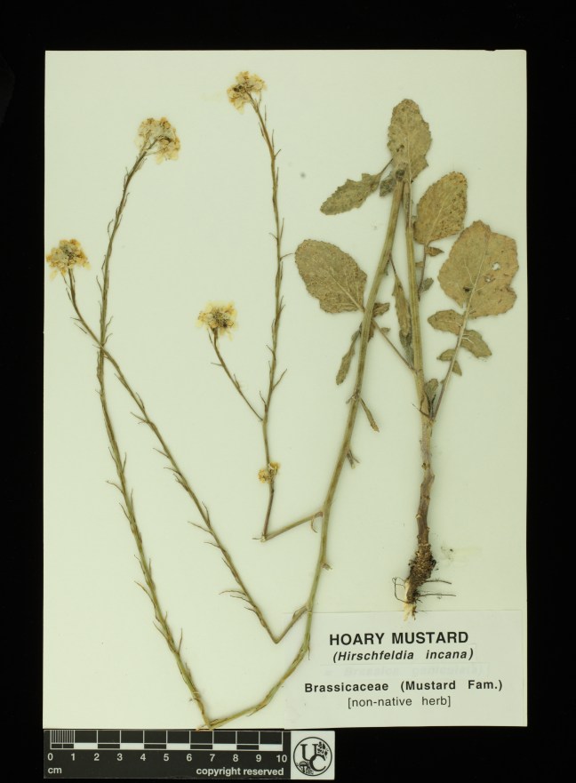 Hirschfeldia_incana2