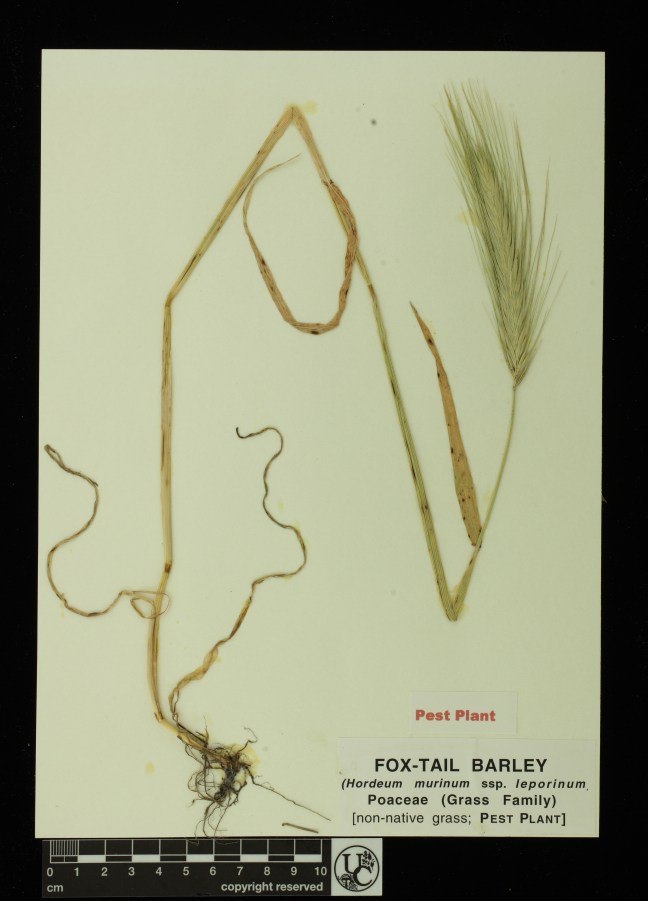 Hordeum_murinum_ssp_leporinum