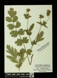 Horkelia_californica_v_calif