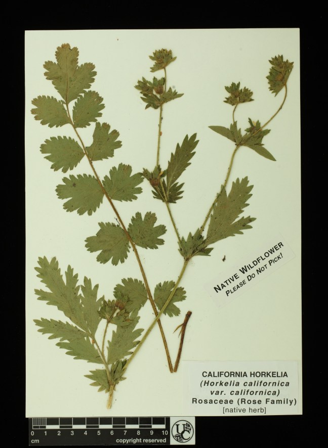 Horkelia_californica_v_calif