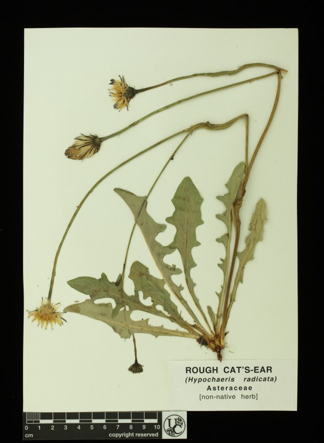 Hypochaeris_radicata