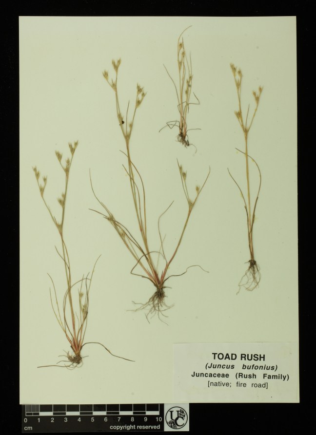 Juncus_bufonius