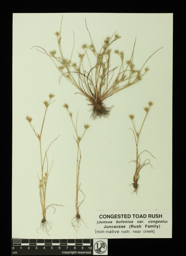Juncus_bufonius_v_congestus