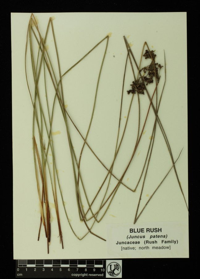 Juncus_patens
