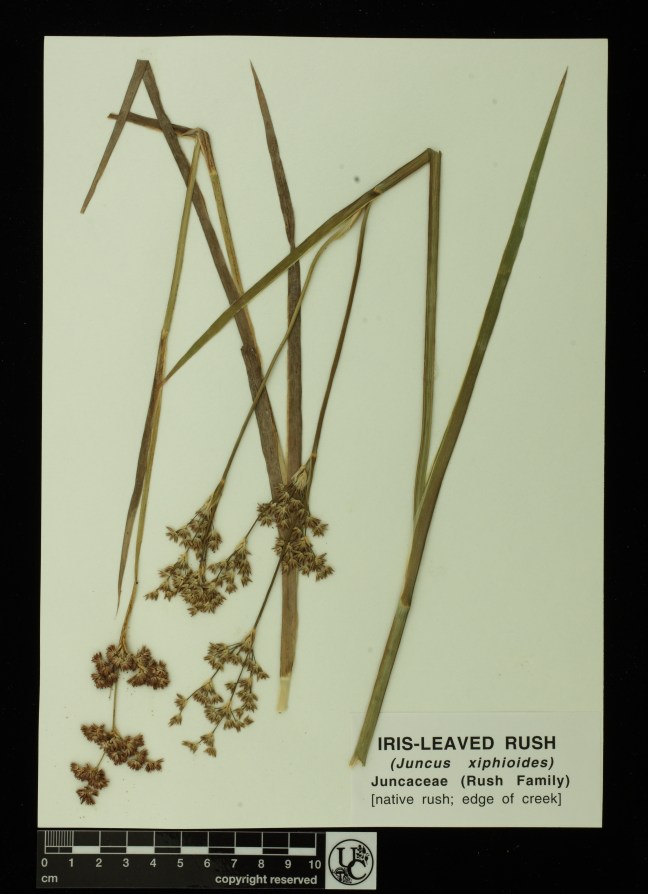 Juncus_xiphidoides