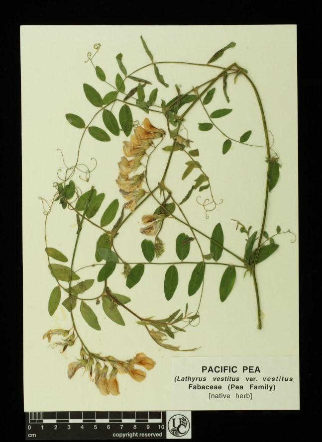Lathyrus_vestitus_var_vestitus