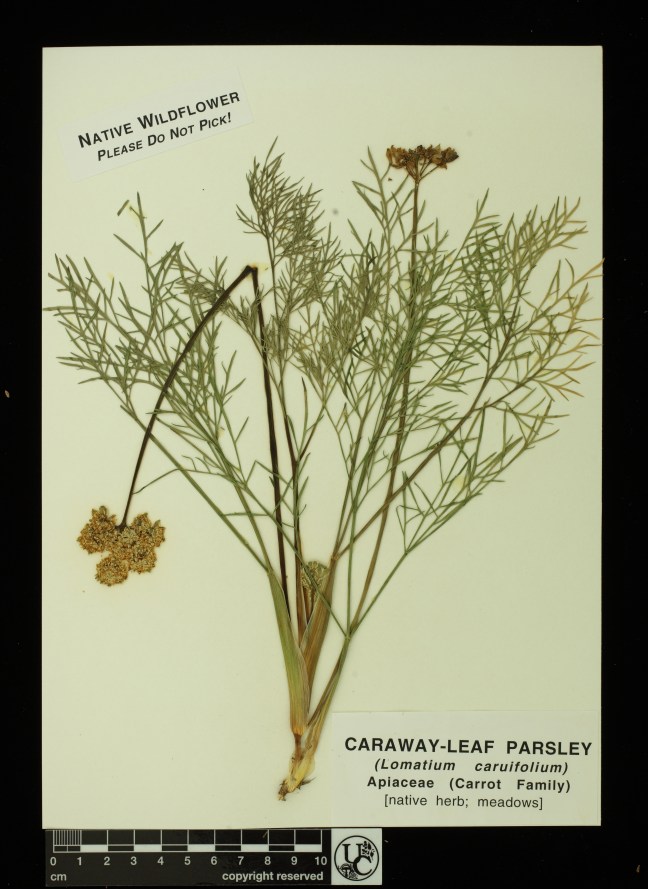 Lomatium_caruifolium
