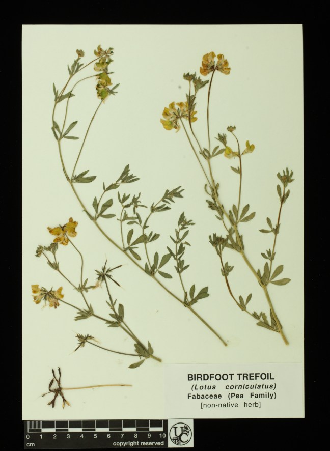 Lotus_corniculatus