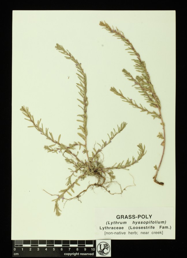 Lythrum_hyssopifolium