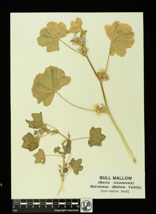 Malva_nicaeensis