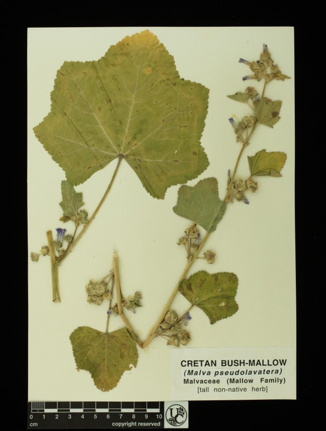 Malva_pseudolavatera