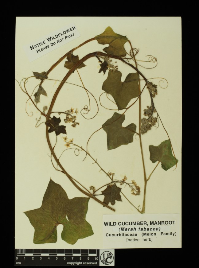 Marah_fabacea