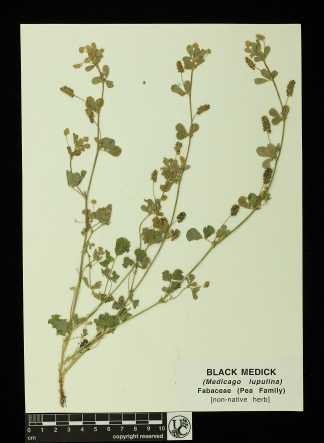 Medicago_lupulina