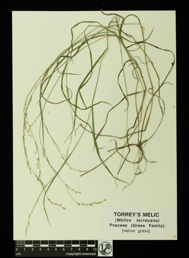 Melica_torreyana