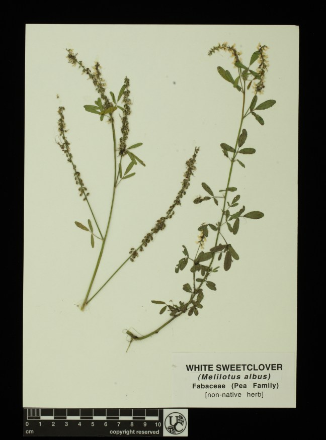 Melilotus_albus