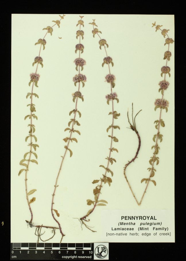 Mentha_pulegium