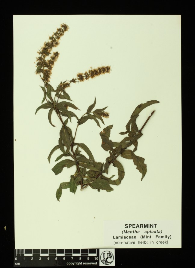 Mentha_spicata