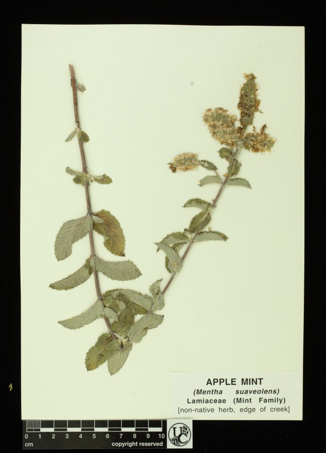Mentha_suaveolens