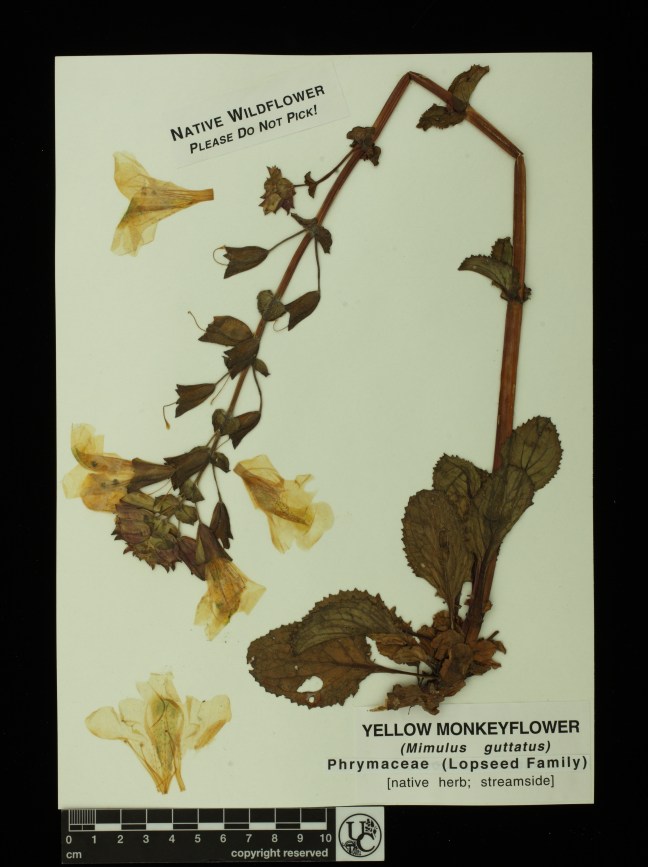 Mimulus_guttatus