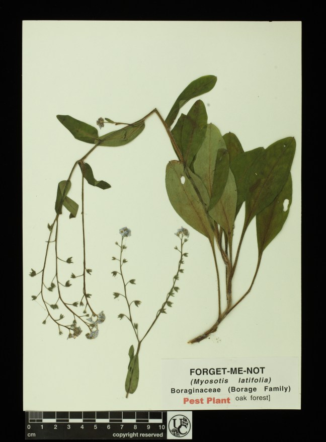 Myosotis_latifolia