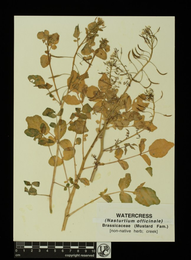 Nasturtium_officinale