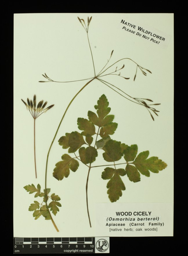 Osmorhiza_berteroi