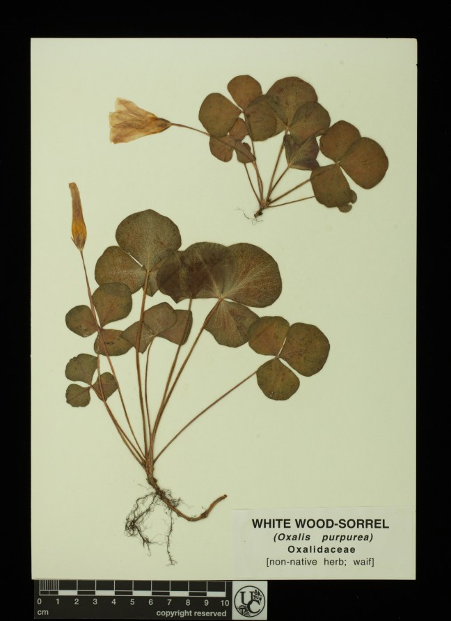 Oxalis_purpurea