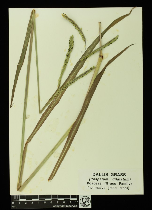 Paspalum_dilatatum