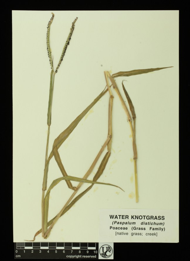 Paspalum_distichum