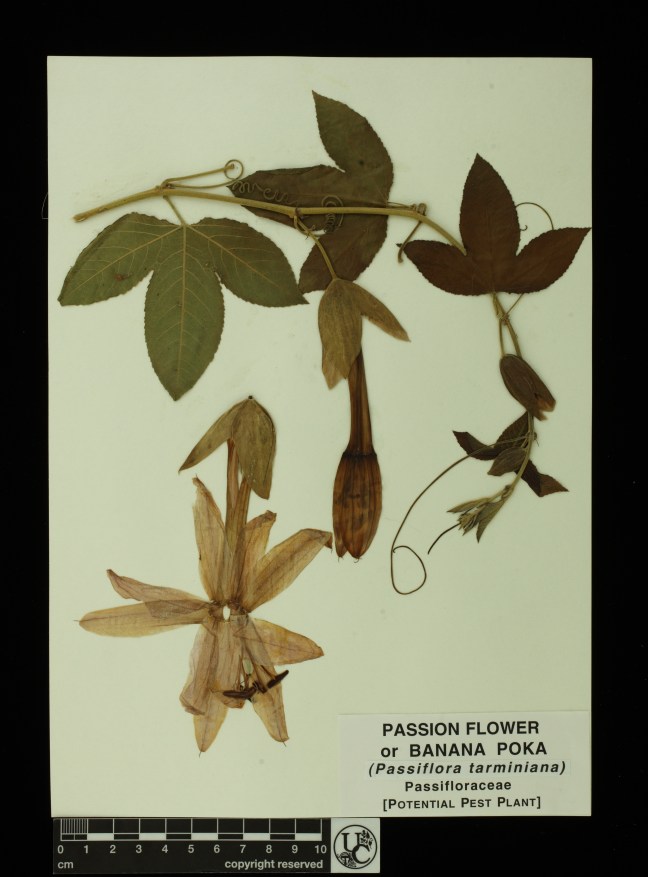 Passiflora_tarminiana