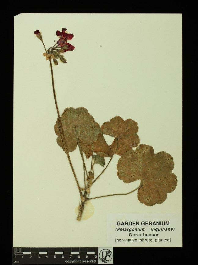 Pelargonium_inquinans