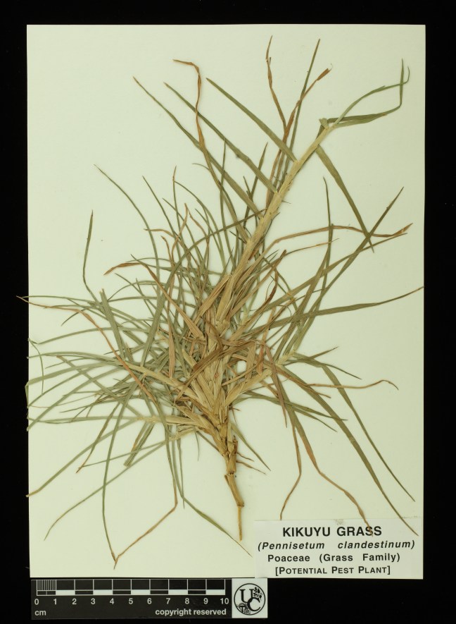 Pennisetum_clandestinum