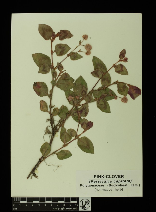Persicaria_capitata