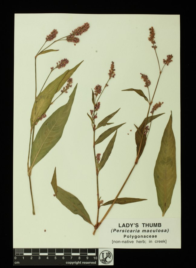 Persicaria_maculosa