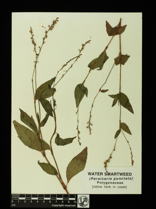 Persicaria_punctata