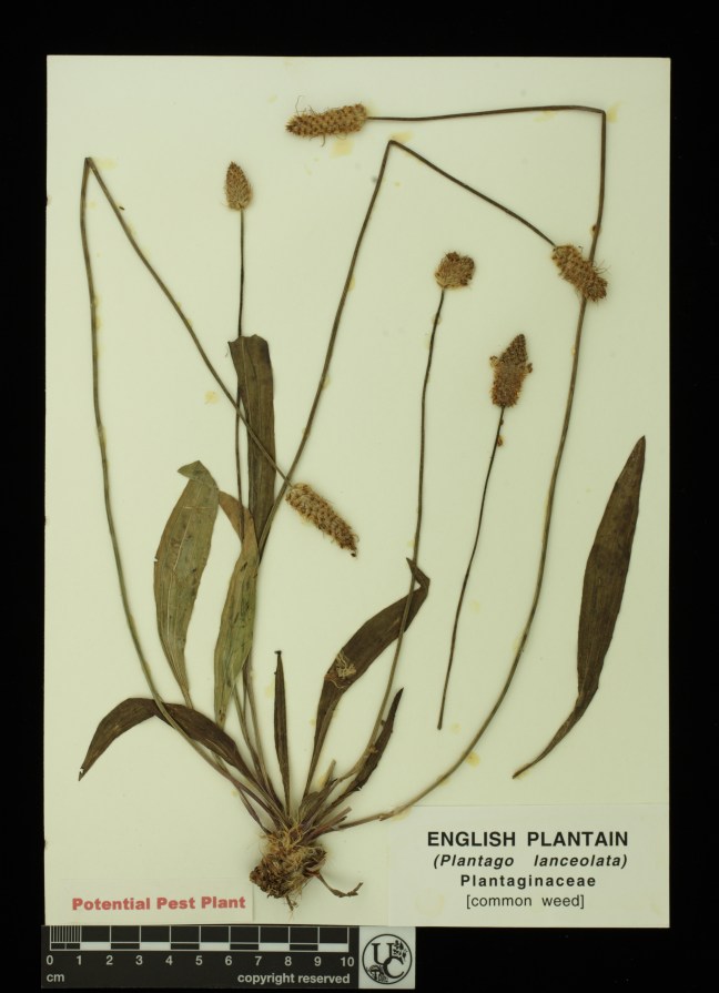 Plantago_lanceolata