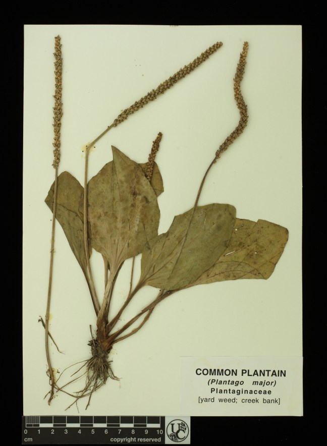 Plantago_major