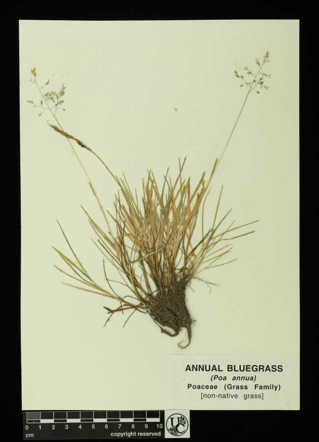 Poa_annua