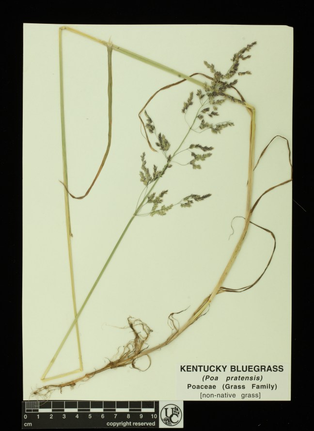 Poa_pratensis 2