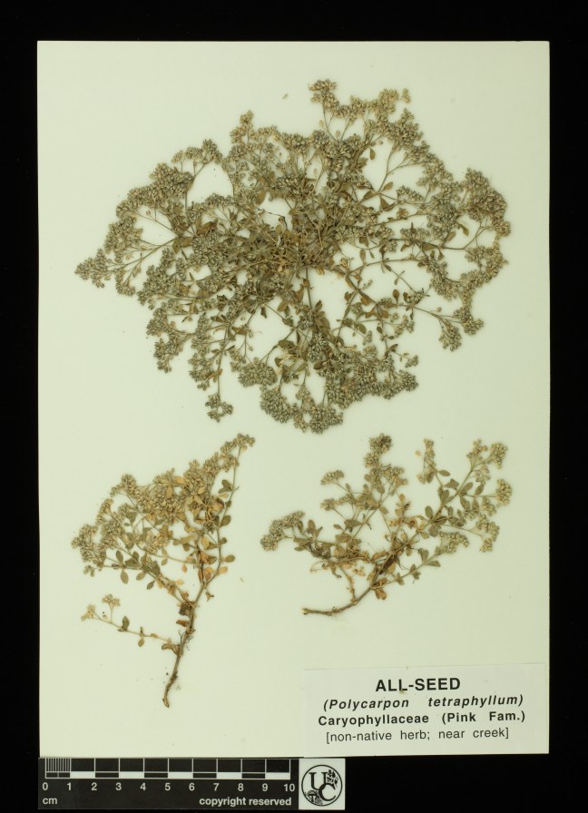 Polycarpon_tetraphyllum